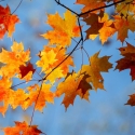 Sun illuminates fall maple leaves