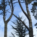 Winter trees on the SF State campus