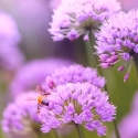 Purple alliums